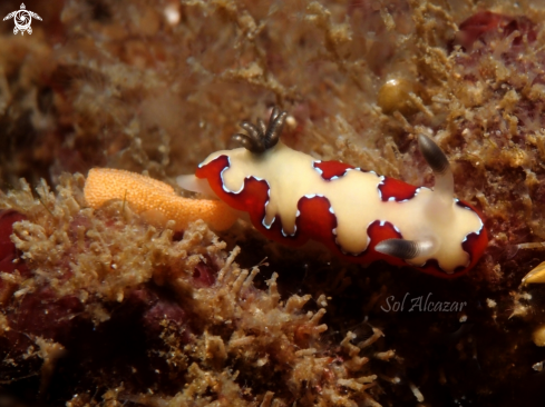 A chromodoris fidelis | nudibranch