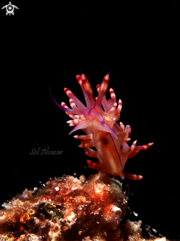 A nudibranch flabellina | nudibranch