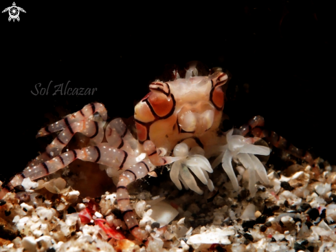 A  Boxer Crab, Lybia tesselata | boxer crab