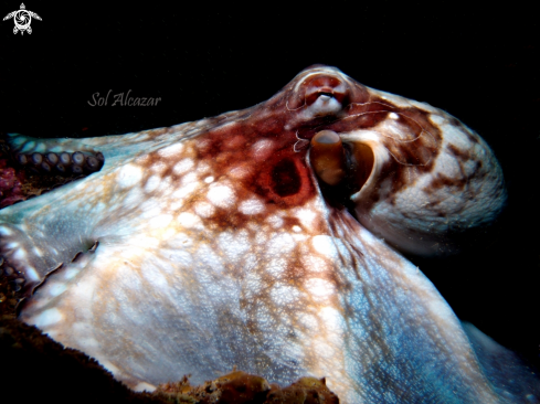 A reef octopus | Octopus