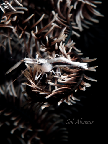 A crinoid shrimp with parasite