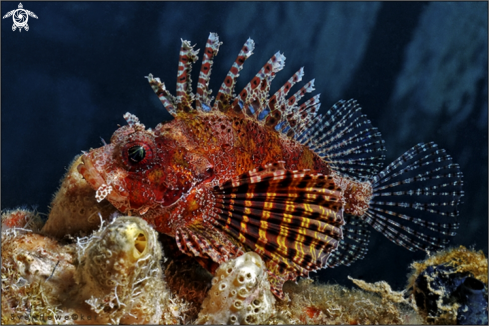 A Dwarf Fuzzy Lionfish or Shortfin Lionfish 