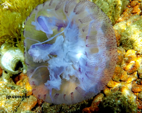 A Pelagia noctiluca | Méduse Pélagique