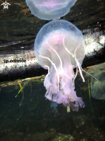 A Pelagia noctiluca | Méduse Pélagique