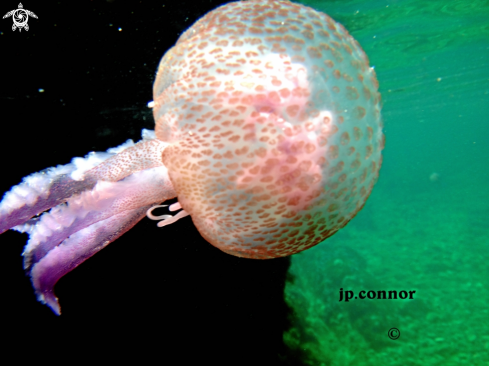 A Pelagia noctiluca | Méduse Pélagique