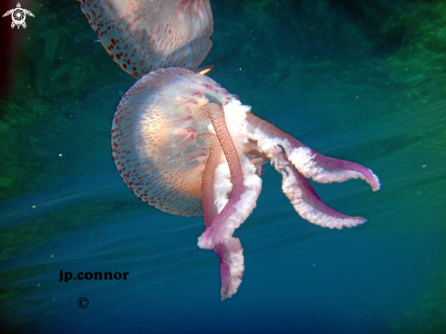 A Pelagia noctiluca | Méduse Pélagique