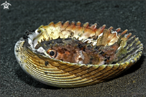 A Porcupinefish