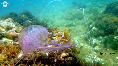 A Pelagia noctiluca | Méduse Pélagique