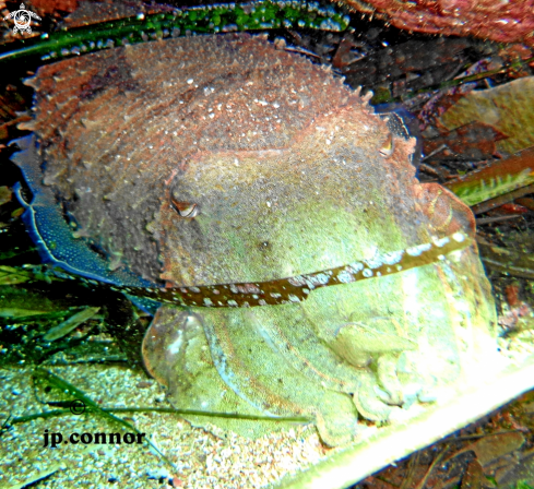 A Cuttlefish