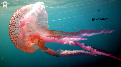 A Pelagia noctiluca | Méduse Pélagique