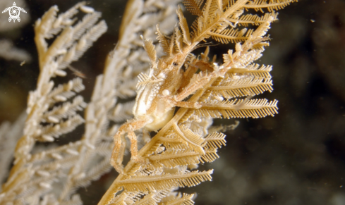 A underwater creature