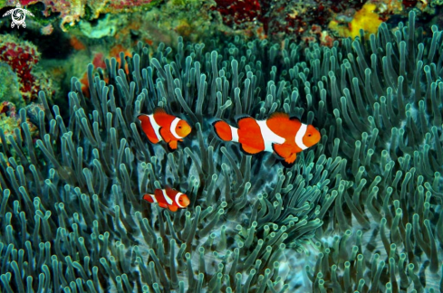 A anemone fish