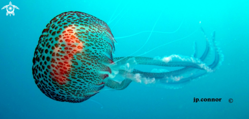 A Pelagia noctiluca | Méduse Pélagique