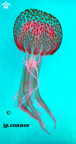 A Pelagia noctiluca | Méduse Pélagique