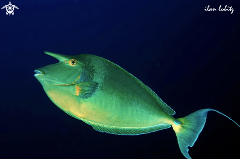 A Spotted unicornfish