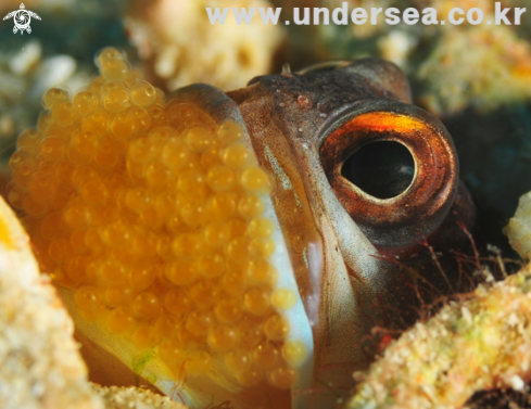 A jawfish