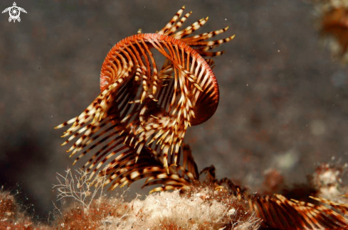 A feather star