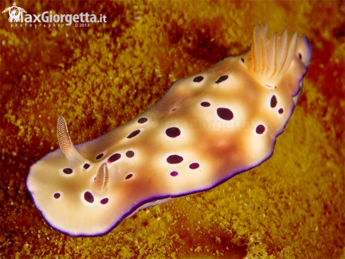 A Hypselodoris tryoni -Chromodoris leopard | nudibranch