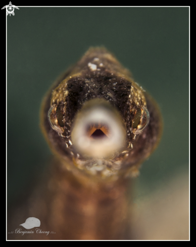 A Common Pipe Fish