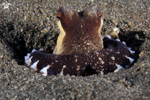 A underwater creature