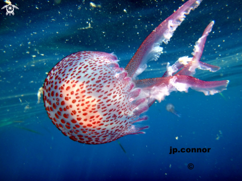 A Pelagia noctiluca | Méduse Pélagique