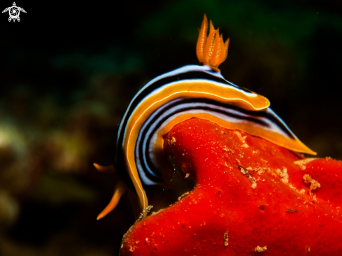 A Chromodoris quadricolor