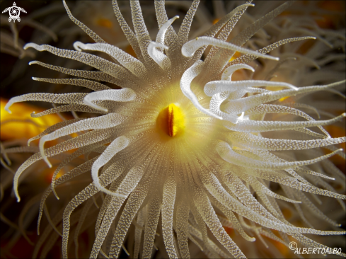 A Polipo coral.