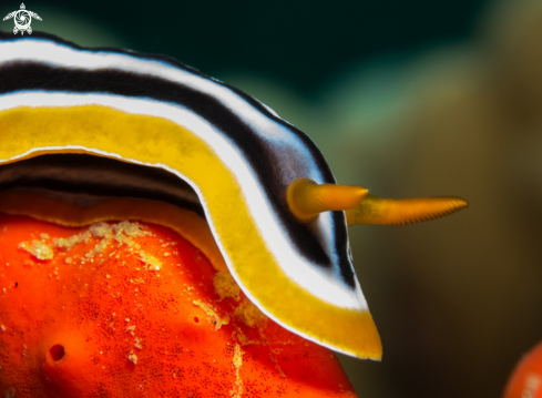 A Chromodoris quadricolor