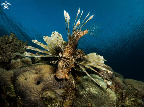 A Lionfish