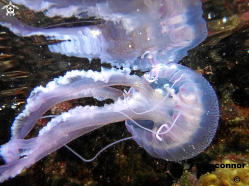 A Pelagia noctiluca | Méduse Pélagique