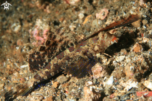 A Fingered Dragonet