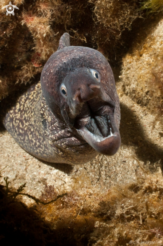 A Muraena Helena | Mediterranean murray