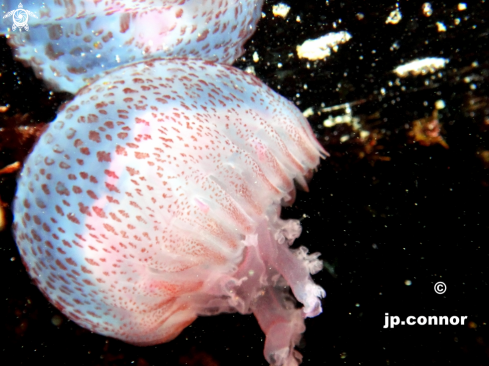 A Pelagia noctiluca | Méduse Pélagique