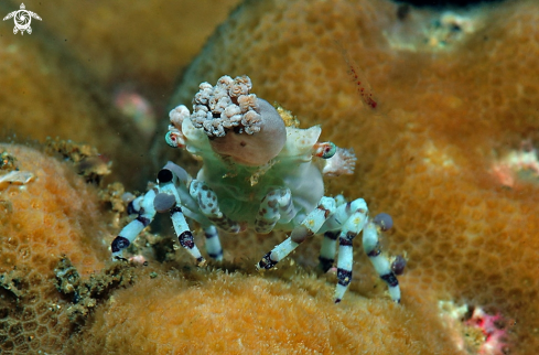 A Decorator crab