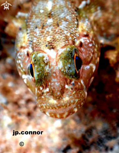 A Gobius bucchichi | Gobie moucheté