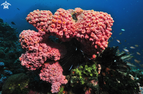 A soft corals