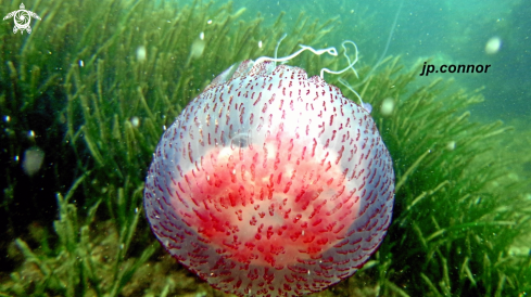 A Pelagia noctiluca | Méduse Pélagique