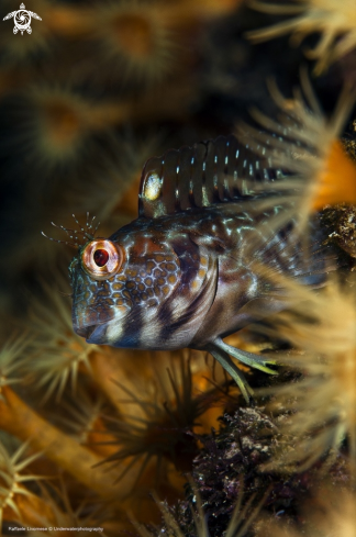 A Blenny