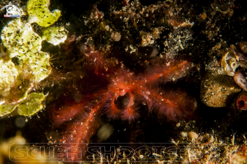 A Achaeus japonicus | Orangutan Crab