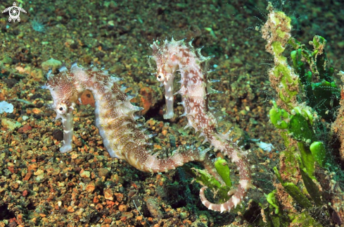 A sea horse