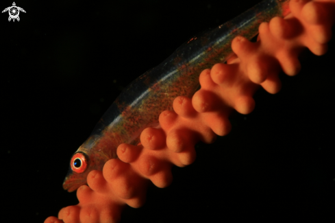 A Whip coral dwarf goby