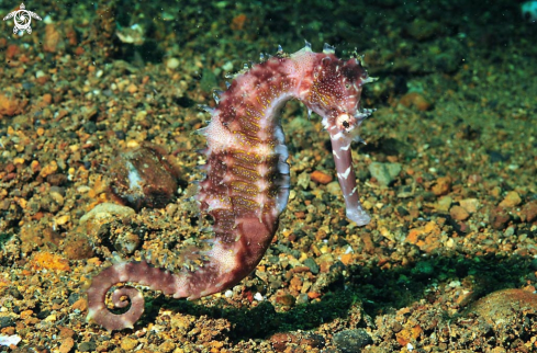 A sea horse