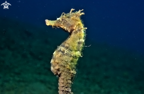 A sea horse