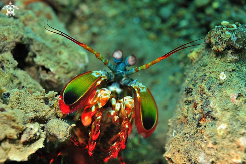 A Mantis shrimp