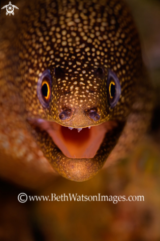 A Gymnothorax miliaris | Golden Tail Moray