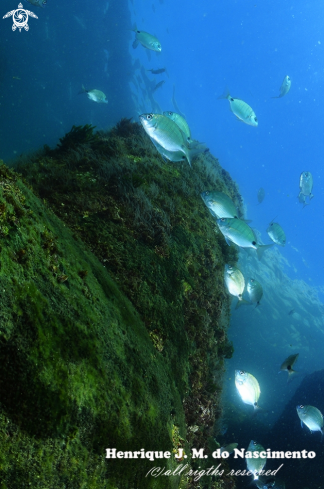 A Diplodus Vulgaris | Sargos