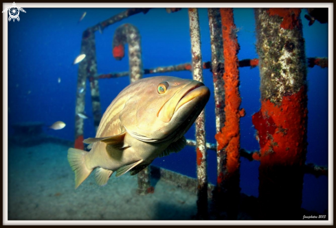 A Brown grouper