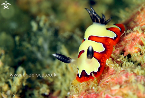 A nudibranch