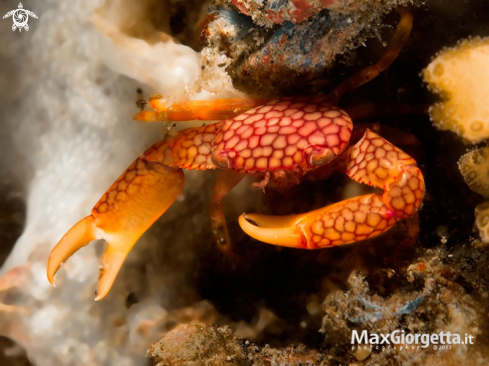 A Trapezia flavopunctata |  Yellow-spotted Guard Crab