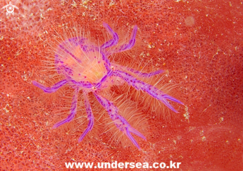 A Pink Hairy Squat Lobster